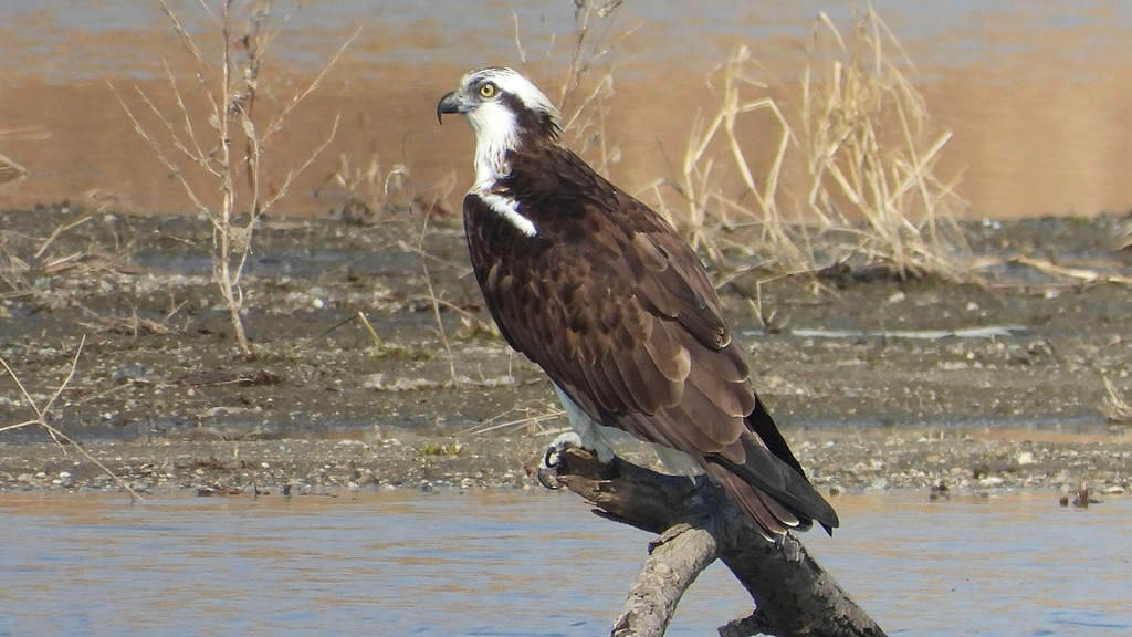 DSCN2845：ミサゴ