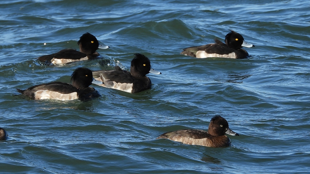 DSCN0914：キンクロハジロ