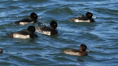 DSCN0914：キンクロハジロ