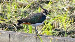 P2340805：タゲリ