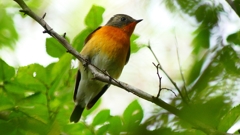 P2320330：ムギマキ（オス若鳥）