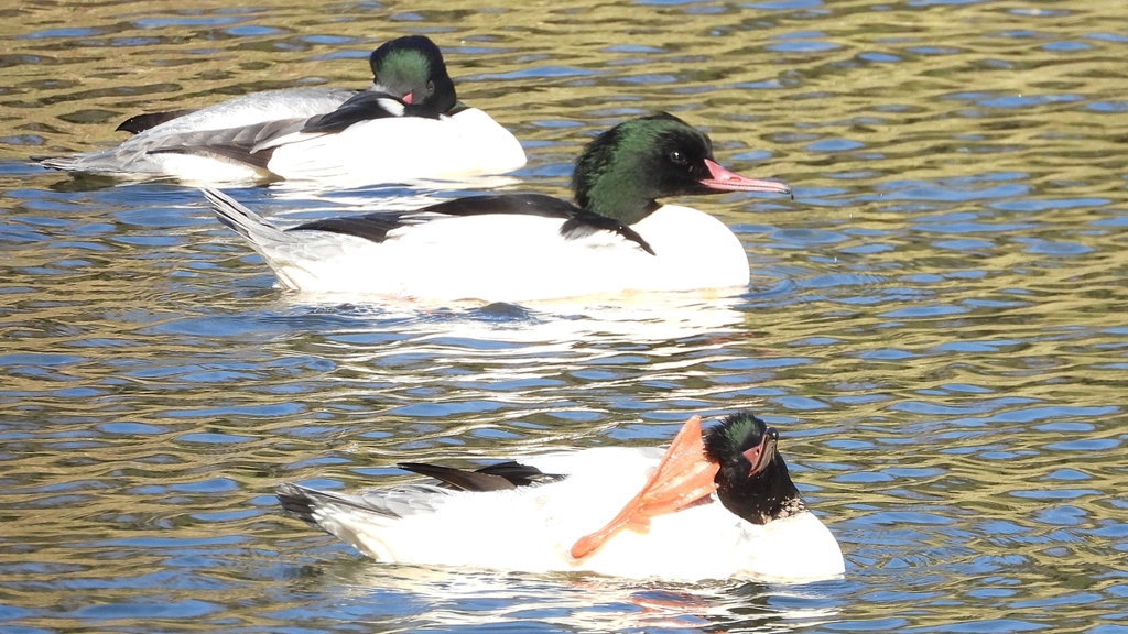 DSCN1977：カワアイサ（オス）