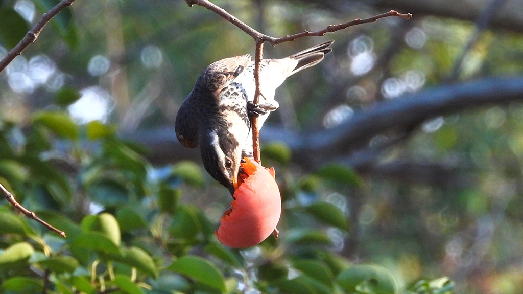 DSCN6014：ツグミ