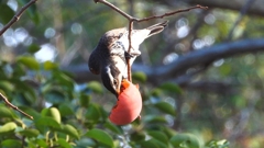 DSCN6014：ツグミ