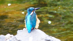 P2280365:カワセミ(オス) P2280365:カワセミ(オス)