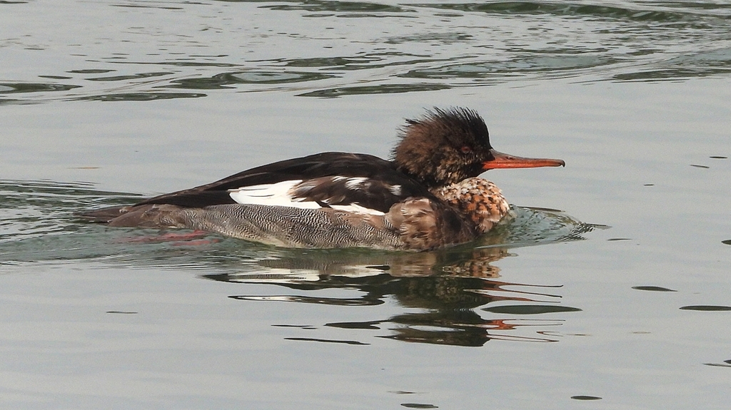 DSCN7242：ウミアイサ