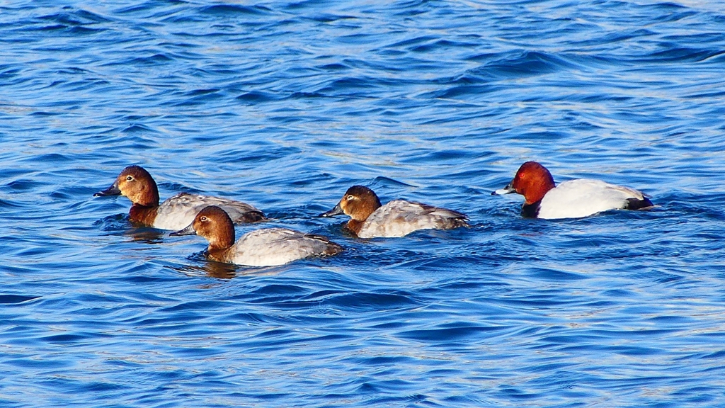 P2380510：ホシハジロ