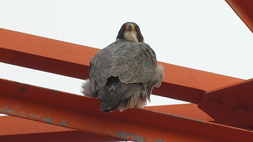 DSCN3467：ハヤブサ