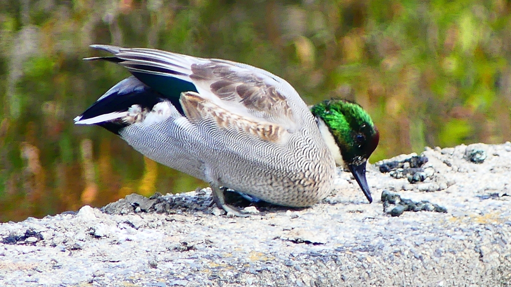 P2350102：ヨシガモ