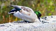 P2350102：ヨシガモ