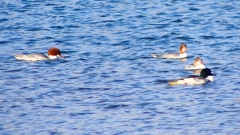 P2380817：カワアイサ