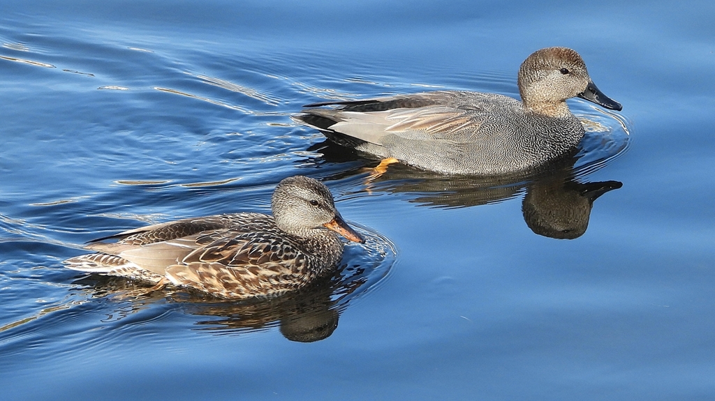 DSCN9707：オカヨシガモ