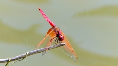 P2300770：ベニトンボ（オス）