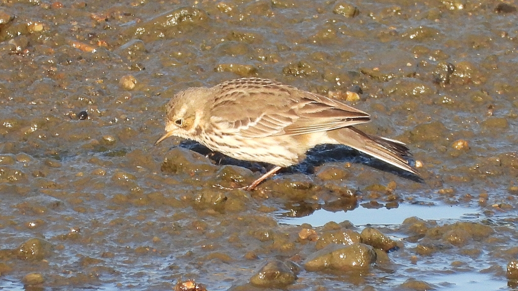 DSCN6488：タヒバリ