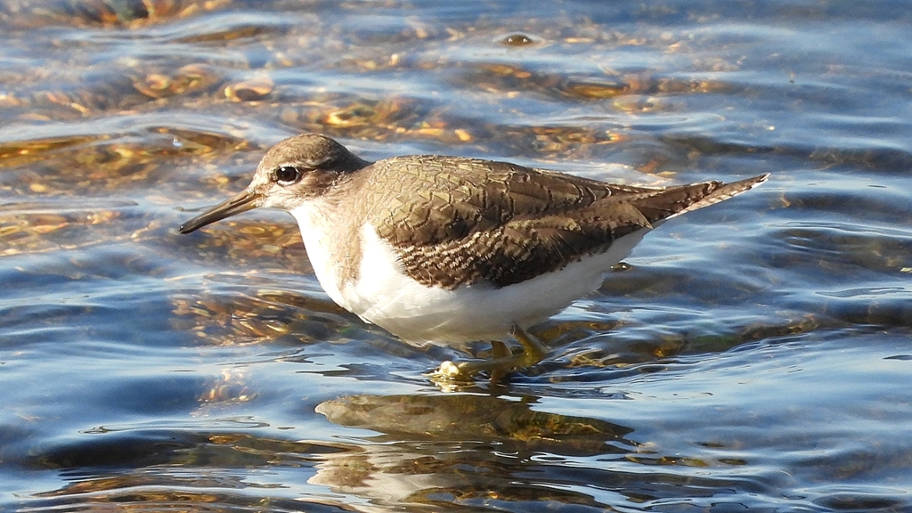 DSCN1177：イソシギ