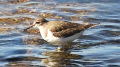 DSCN1177：イソシギ