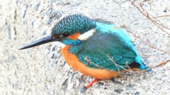 DSCN6400：カワセミ（オス）