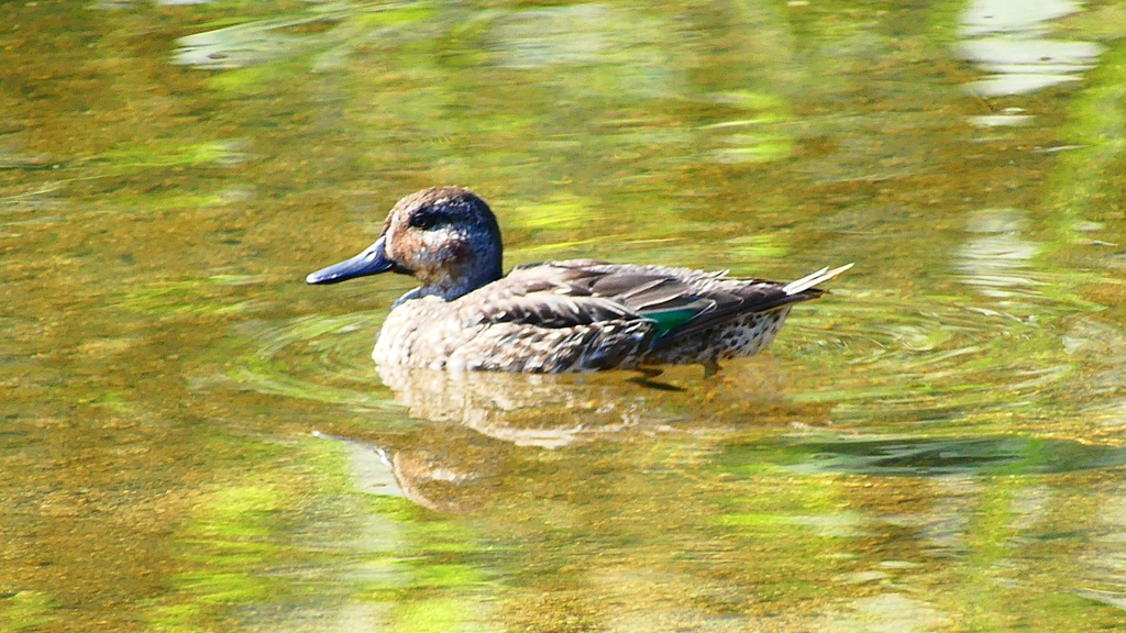 P2330636：コガモ