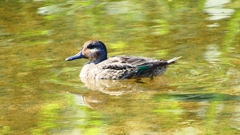 P2330636：コガモ