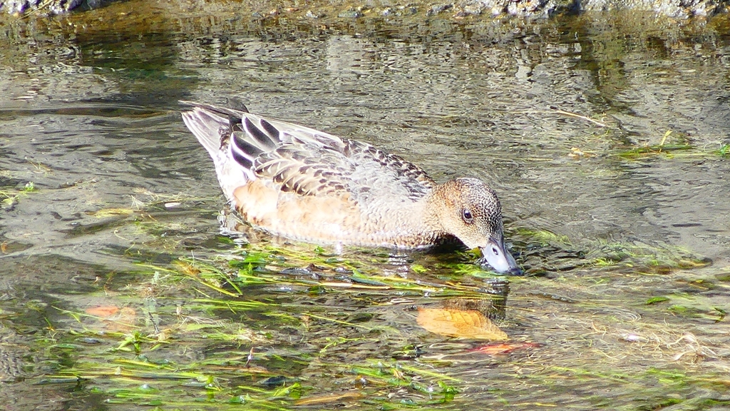 P2350039：ヒドリガモ