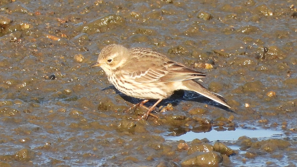 DSCN6490：タヒバリ