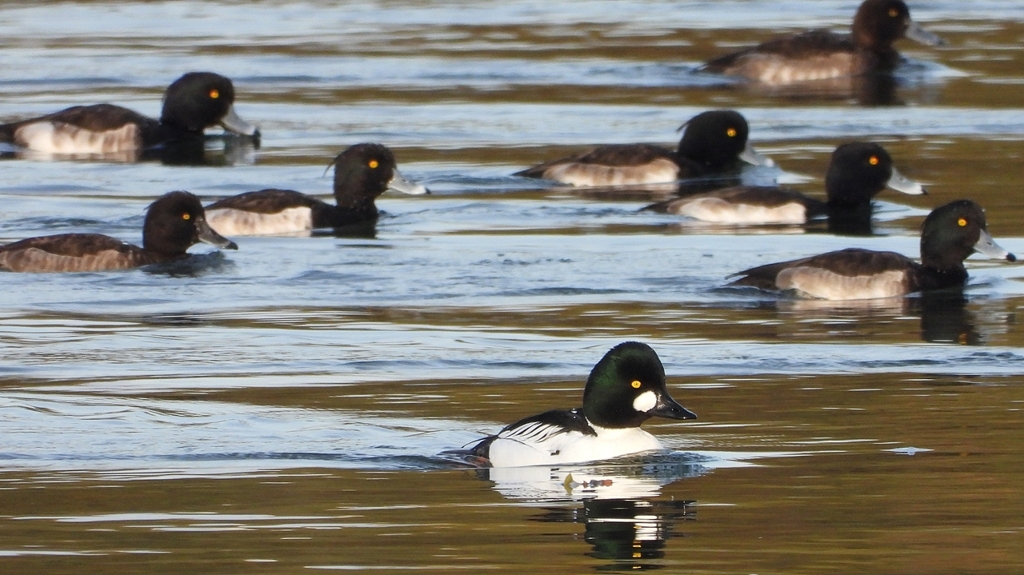 DSCN2408：ホオジロガモ（オス）、キンクロ