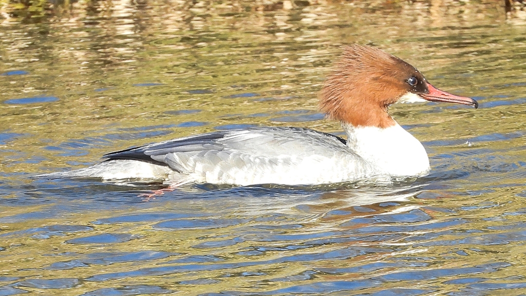 DSCN2001：カワアイサ（メス）