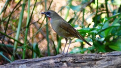 P2310458：ノゴマ（オス