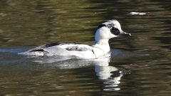 DSCN4917：ミコアイサ（オス）