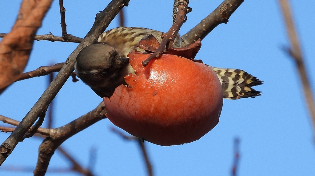 DSCN8658：コゲラ