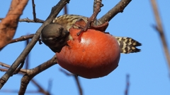 DSCN8658：コゲラ