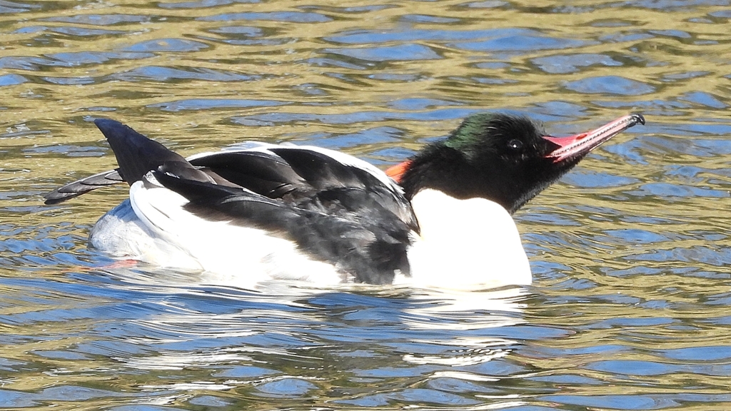 DSCN1845：カワアイサ（オス）