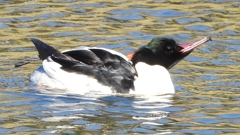 DSCN1845：カワアイサ（オス）