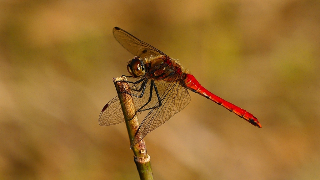 P2320201：アキアカネ（オス）