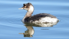 DSCN4964：ハジロカイツブリ