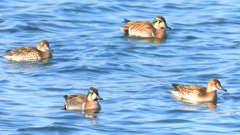 DSCN1136：トモエガモ