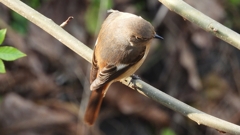 DSCN7643：ジョウビタキ（メス）