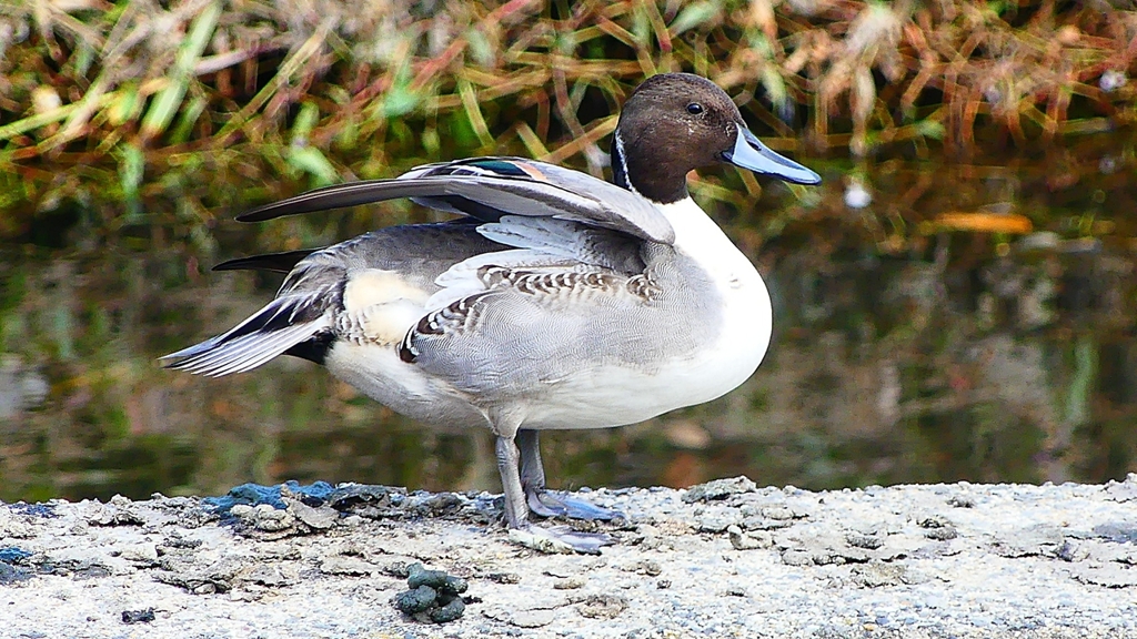 P2400032：オナガガモ（オス）