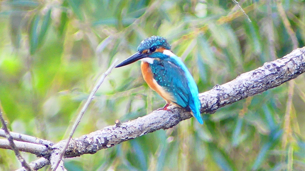 P2290259：カワセミ（オス）