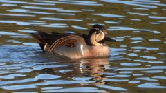 DSCN7815：トモエガモ（オス）