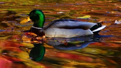 P2420063：マガモ（オス）