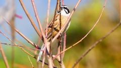 P2390332：ホオジロ（オス）