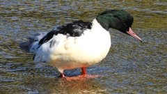 DSCN1503：カワアイサ（オス）