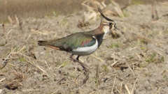 DSCN2685：タゲリ