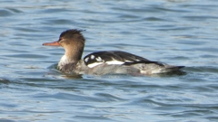 DSCN3276：ウミアイサ（オス）