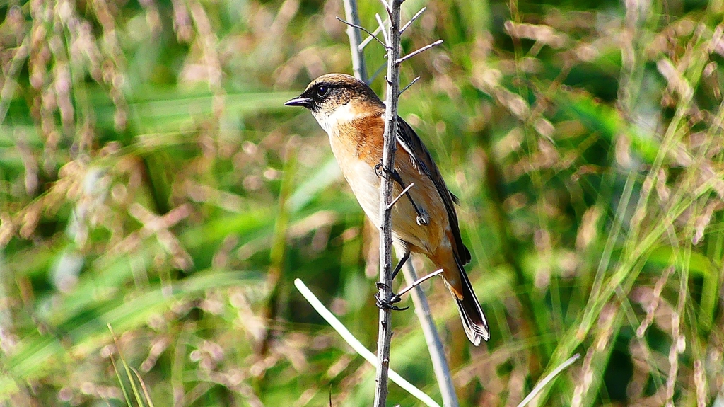 P2310731：ノビタキ