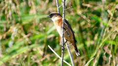 P2310731：ノビタキ