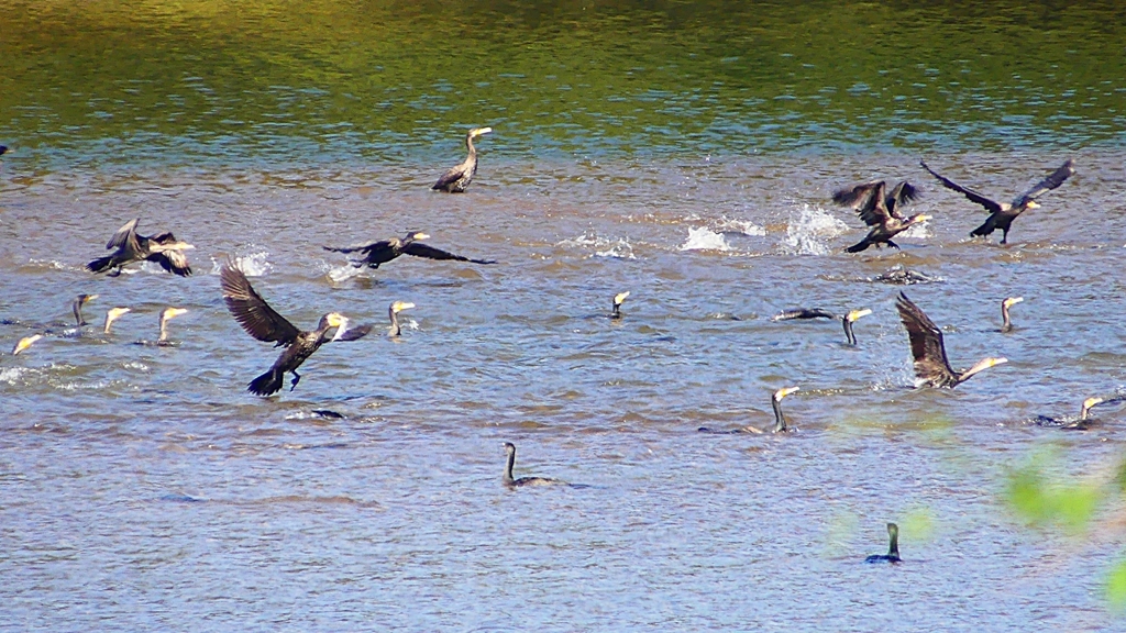 P2330151：カワウの狩り