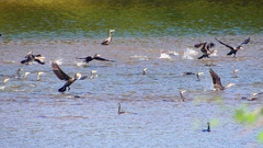 P2330151：カワウの狩り