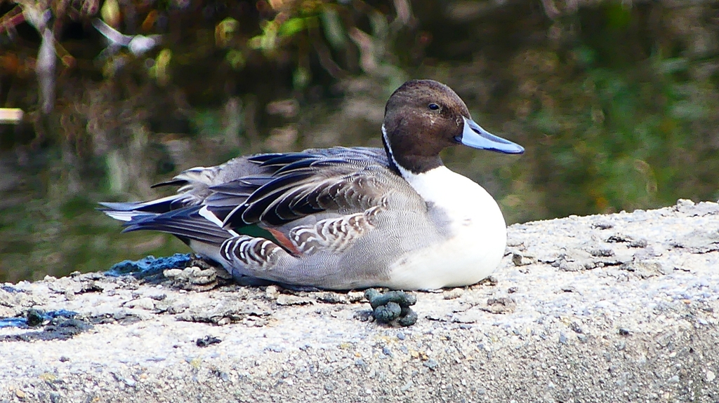 P2390823：オナガガモ（オス）